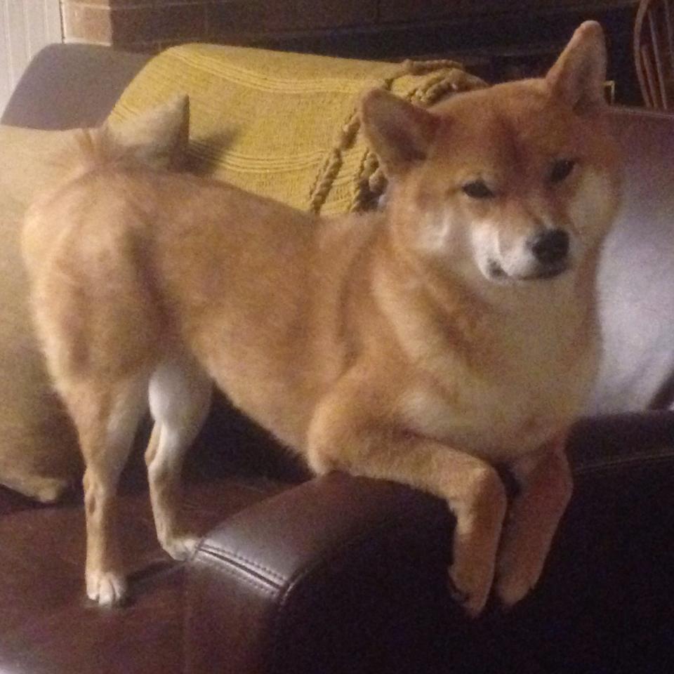 爱游戏-约基奇带领掘金迎难而上，争夺季后赛席位，约基奇掘金图片