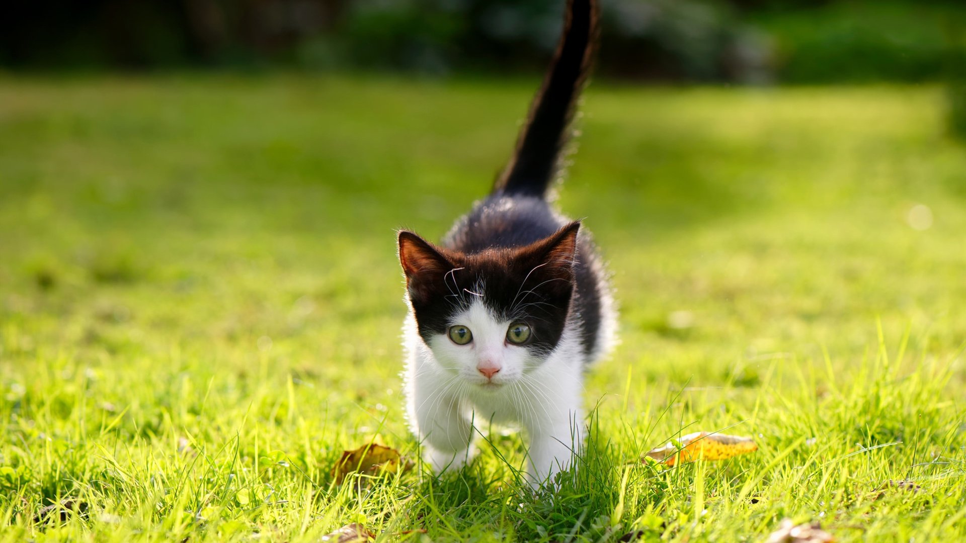 爱游戏下载-内蒙古队球员在比赛中取得令人意外胜利，内蒙古球员nba