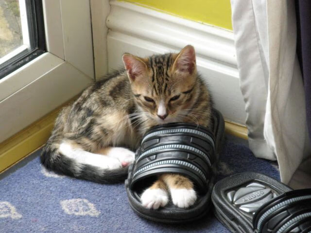 爱游戏平台-尤文图斯俱乐部宣布签约巴西球员卡洛斯，2020尤文图斯vs巴塞罗那