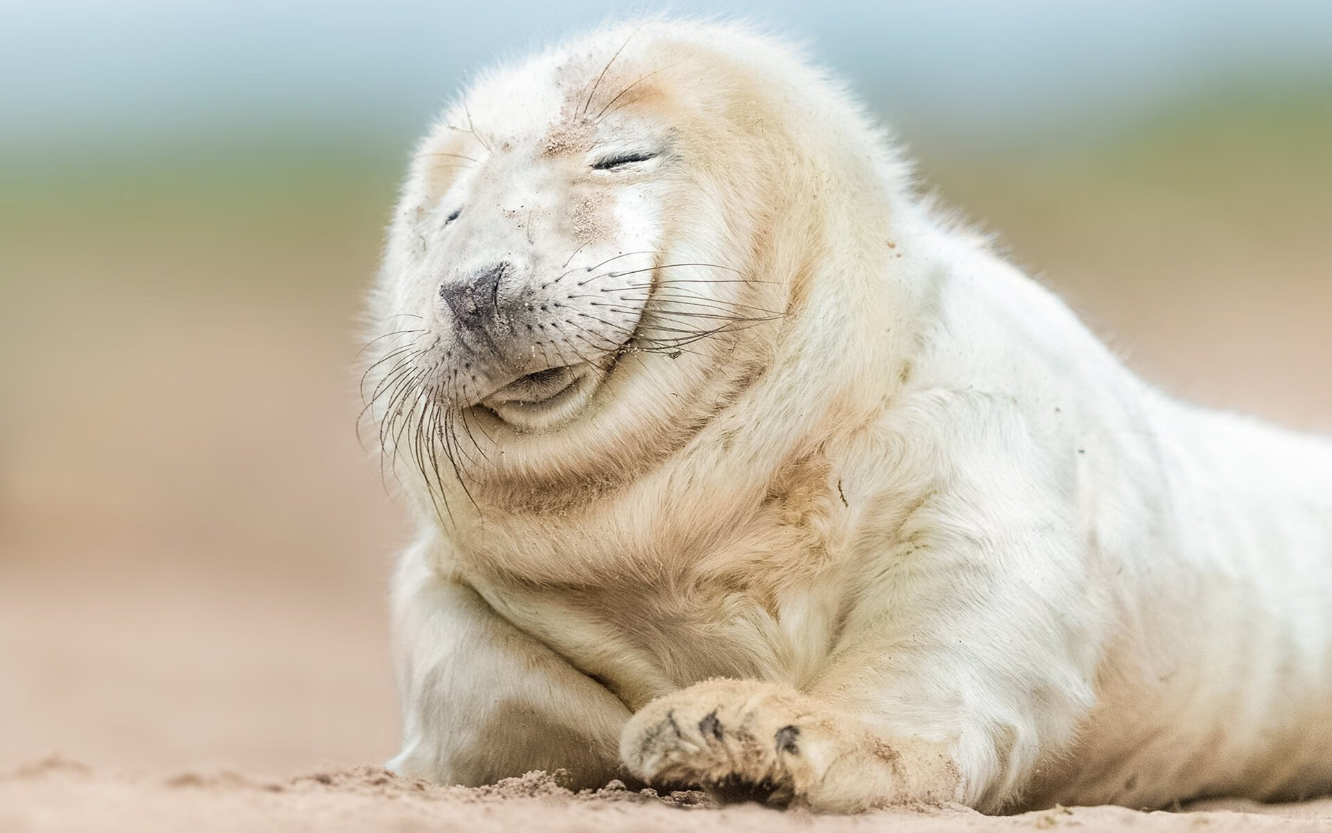 爱游戏官网首页-扎马莱克球迷组织举办庆祝活动，支持球队，扎拉马克在哪里