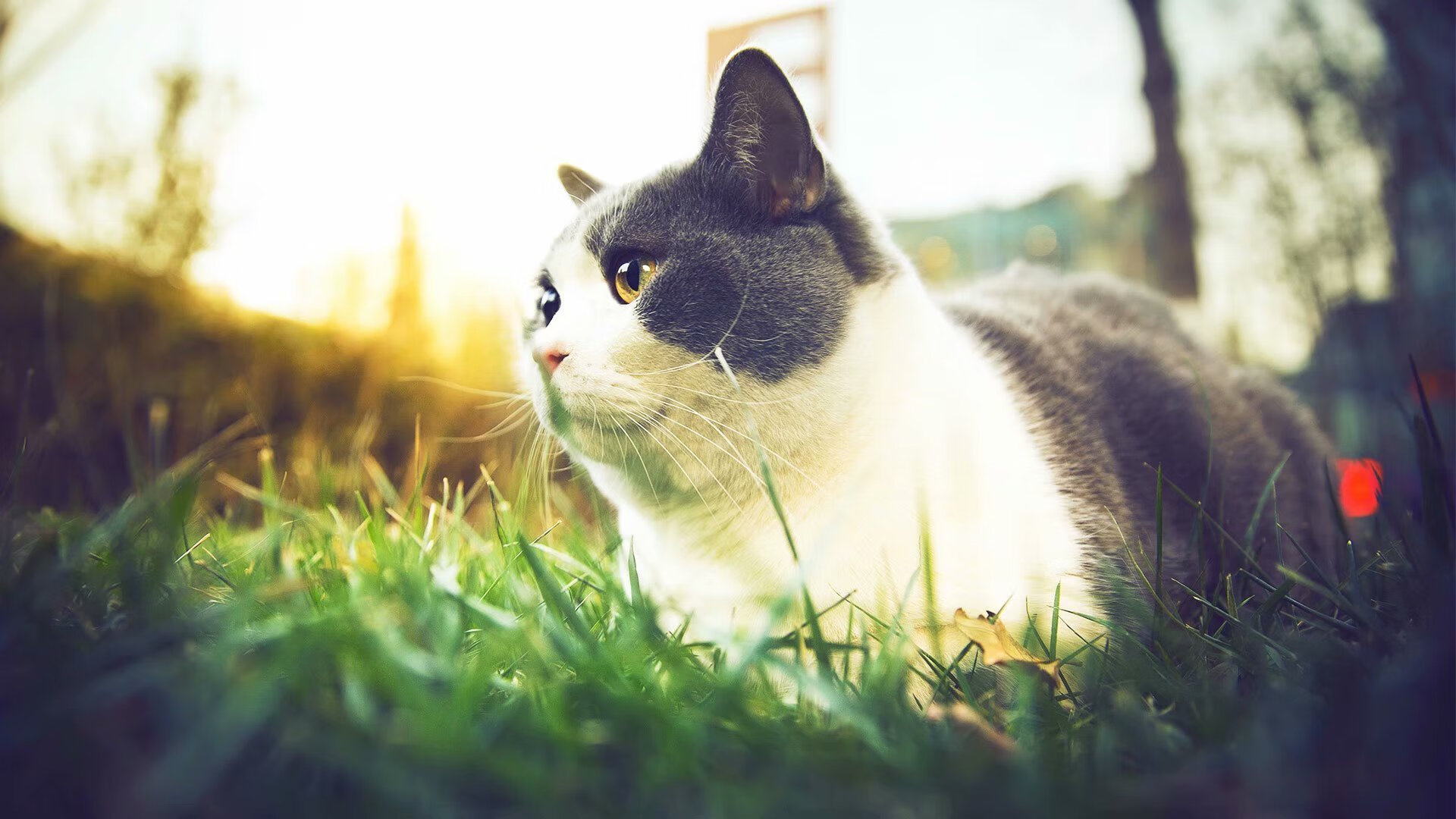 爱游戏官网下载-中超赛季初期与后期技战术执行对比分析，中超赛季规则