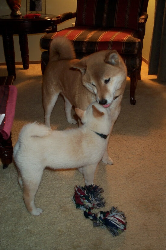 智能体育装备使用满意度及用户行为分析，智能体育设施