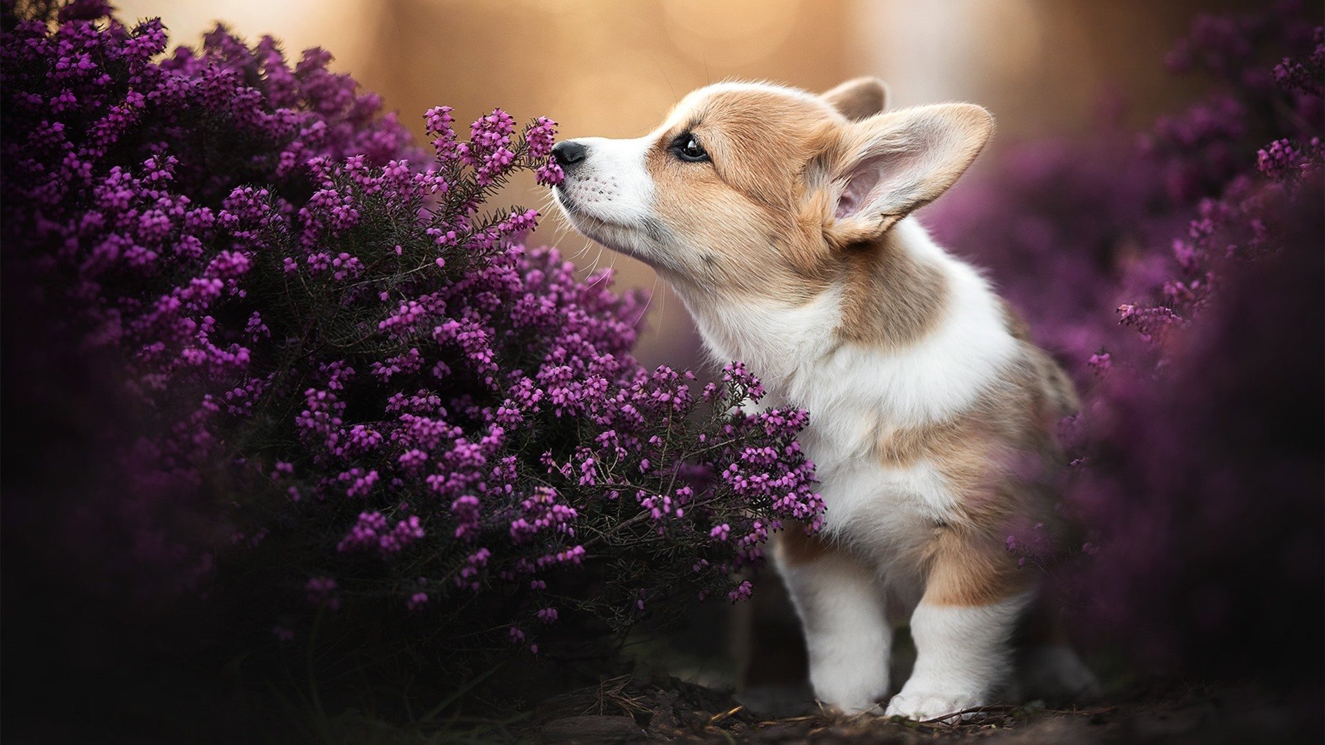 英超球队基于运动表现数据调整赛中体能分配策略，英超球队规则