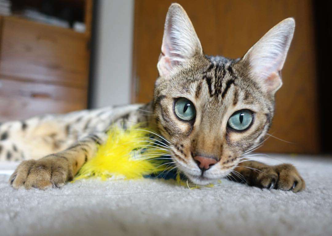 英超球队基于运动表现数据调整赛中体能分配策略，英超球队规则