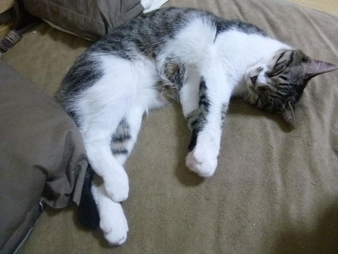 CBA赛季赛事精彩纷呈 球迷热情高涨，cba 20202021赛季时刻表