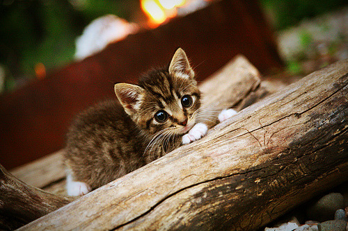 “武汉马拉松：耐力与决心的极限挑战”