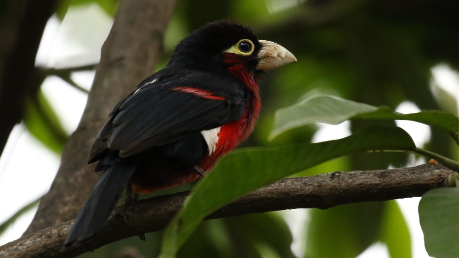 中国男篮加强外线投篮训练 提高得分能力,外线投篮教学