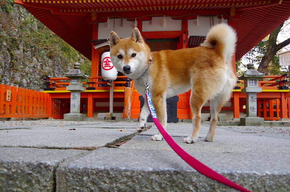 中澳混合泳战术布局解析，中澳混血是什么意思