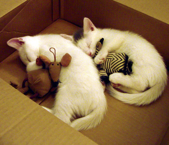 爱游戏官方入口-五大联赛上座率变化是否对主队战术部署产生影响，上座率最高的球队